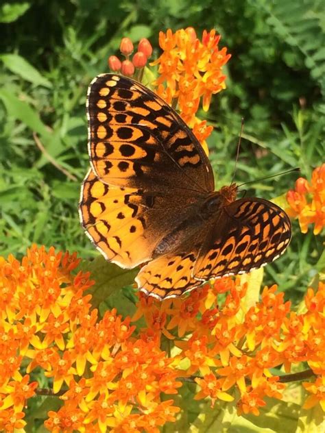 Creating Butterfly Habitat: Through the Seasons | West Cook Wild Ones