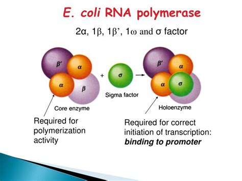 PPT - E. coli RNA Polymerase PowerPoint Presentation - ID:6147560