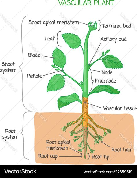 Vascular plant biological structure diagram Vector Image