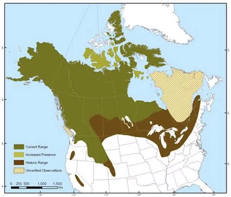 Connecting fragmented wolverine habitat is essential for their conservation | Arctic Focus