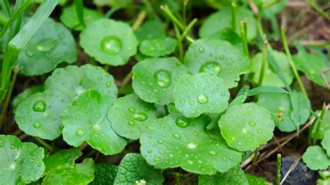 Incredible Skin Benefits Of Centella Asiatica Extract