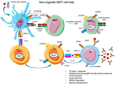 Antibodies | Special Issue : Follicular Helper T Cells