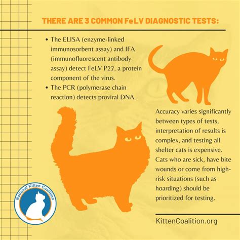 Understanding Feline Leukemia Virus (FeLV) and Supporting FeLV-Positive Cats: Symptoms and ...