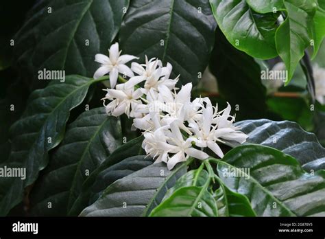 white flowers, coffee tree (coffea arabica) blossom Stock Photo - Alamy