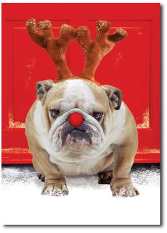 Occasions to Blog: Animal Holiday Cards from Occasions In Print