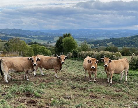 Video: Breeding Aubrac cattle high up in the hills of France - Agriland.ie