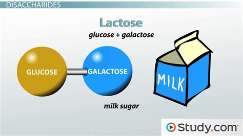 Lactose Intolerance and the Major Disaccharides: Definition, Structure & Examples - Video ...