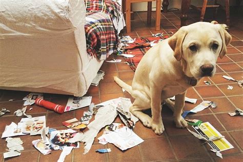 15 situações que todo dono de cachorro bagunceiro conhece muito bem ...