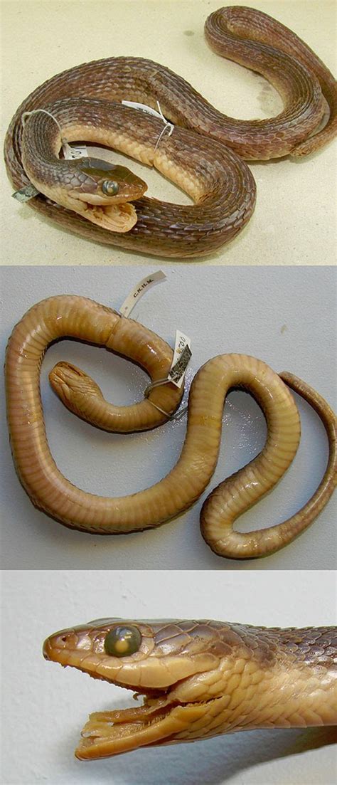 Serpent Research: The endemic freshwater snake Parahelicops boonsongi moved to a new genus