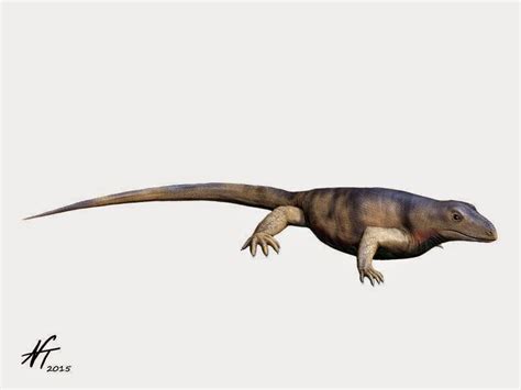 Paleoexhibit: First among the synapsids: the ophiacodonts