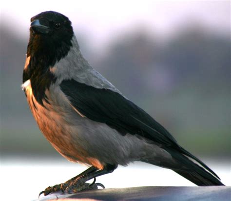 Corvid