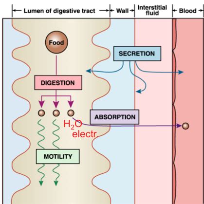 4. Absorption water and electrolytes Flashcards | Quizlet