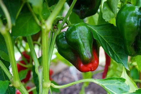 Growing Poblano Peppers From Seed To Harvest