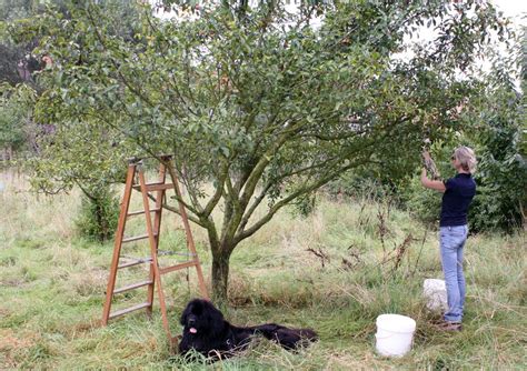 Making mirabelle plum wine - No Ordinary Homestead | Recipe | Plum wine ...