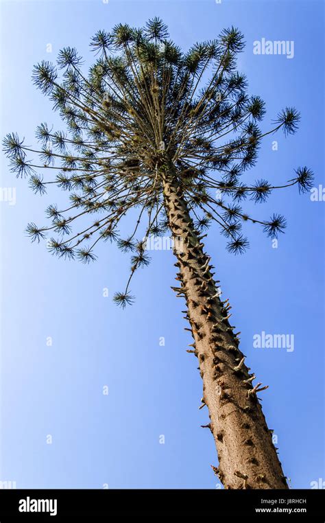 Ceiba or kapok tree (Ceiba Pentandra), Guatemala, Central America. Thorny trunk of young Ceiba ...