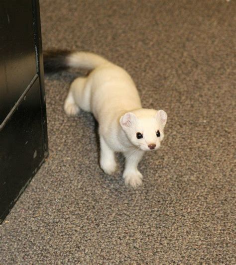 This is not a cat. This is not a ferret. This is a stoat.https://ift.tt ...