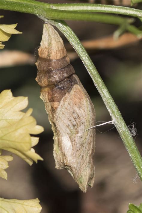 Beachgirl's Blog: My Yard ~ Black Swallowtail Chrysalis