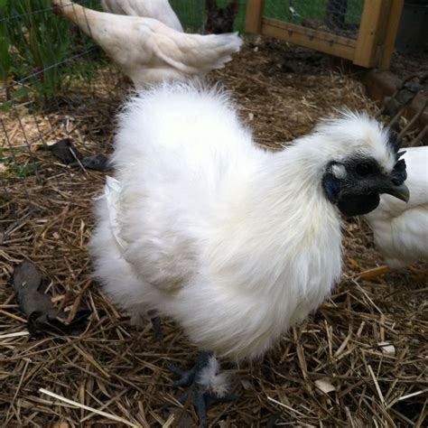 Silkie bantam rooster or hen | BackYard Chickens - Learn How to Raise ...