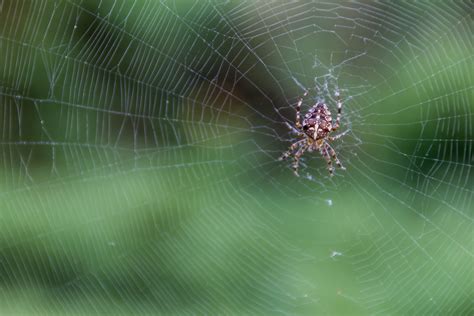 Free Images : dew, green, fauna, material, invertebrate, spider web, close up, arachnid, macro ...