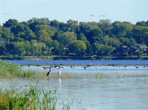 Lake Habitat | Onondaga Lake Cleanup