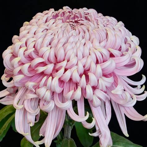 Football Chrysanthemum Seeds - remindyourdistance