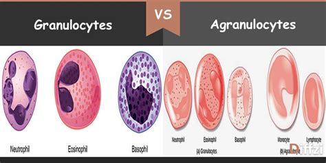 Granulocytes vs. Agranulocytes - Diffzi