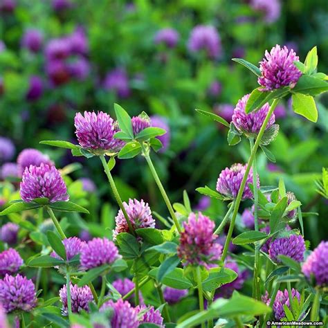 Medium Red Clover Seeds | Clover seed, Plants, Perennial plants