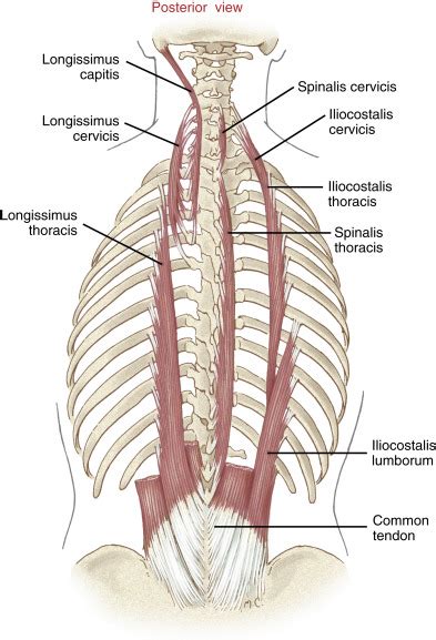 Understanding Erector Spinae: Nail the Intermediate Intrinsic Muscles of the Back