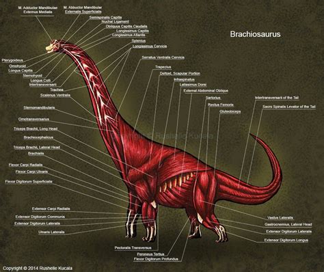 Brachiosaurus Muscle Study | Brachiosaurus, Prehistoric animals ...