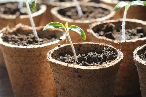 Spring Gardening Hacks: 10 Inexpensive (or Free!) Ways to Sprout Seeds at Home | Gardening ...