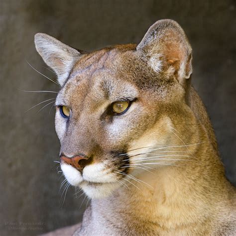 Puma/Cougar (Olympia) Portrait in Half Profile at the Memp… | Flickr