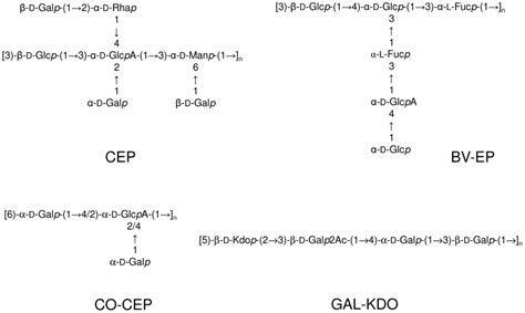 Repeating units structure of exopolysaccharides produced by BCC... | Download Scientific Diagram