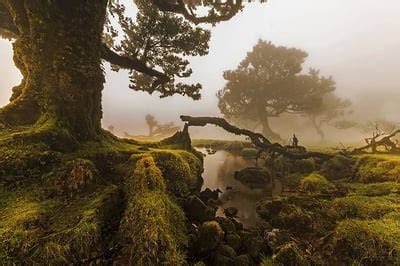 Laurisilva of Madeira - UNESCO Map | Mapotic