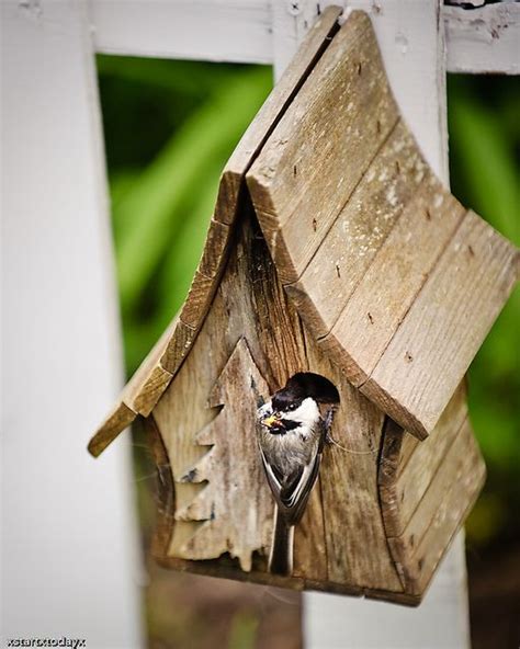 Our Chickadee Bird House - Houses Plans - Designs | Bird house kits ...