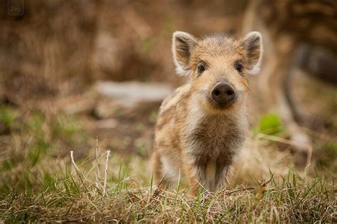 Baby Boar~ | Wild boar, Animals wild, Cute animals