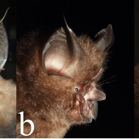 Frontolateral view of horseshoe bat species from mangrove ecosystem of ...