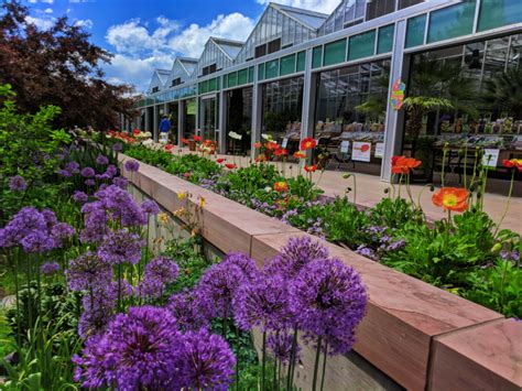 Alliums in bloom at Denver Botanic Gardens Denver Colorado 1 - 2 Travel ...