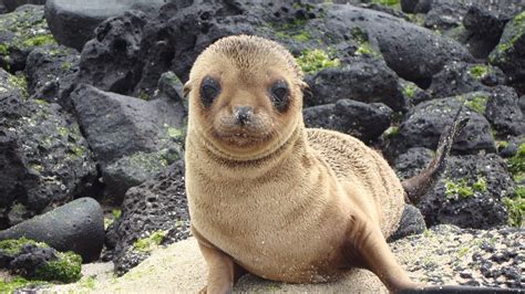 Download imagens Leão marinho, orelhudo selo, animais fofos, pequeno selo, Ilhas galápagos ...