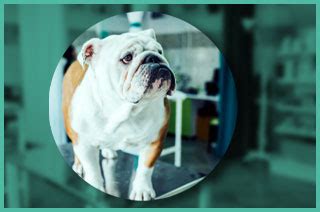 Bulldog Health Issues | Dog Health Today