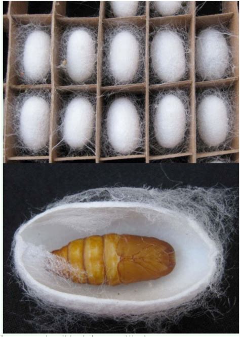 Silkworm Cocoon