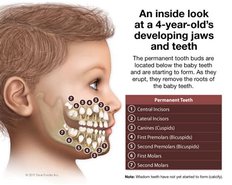 Pediatric Dentistry | Coastal Pediatric Dentistry | New Bern North Carolina