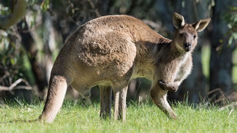 Kangaroo kills man in Australia for first time since 1936 | World News ...