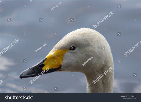 Whooper-swan Images, Stock Photos & Vectors | Shutterstock