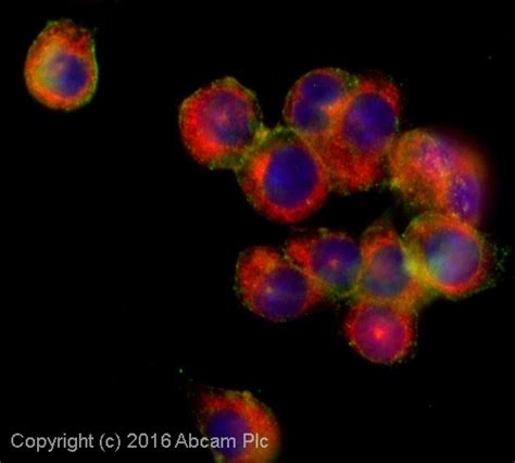 Anti-F4/80 antibody [F4/80] - Macrophage Marker (ab90247) | Abcam