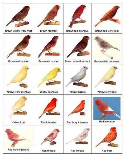 Types of Canary Birds | Color bred Canaries | Canary birds, Bird breeds ...