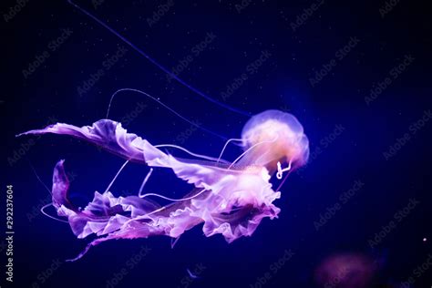 Beautiful jellyfish, medusa in the neon light with the fishes. Aquarium ...