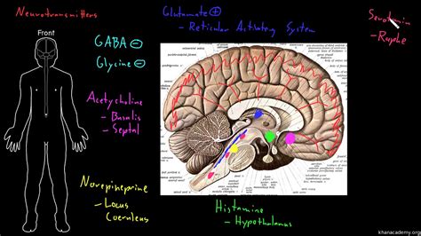 Neurotransmitters In The Brain