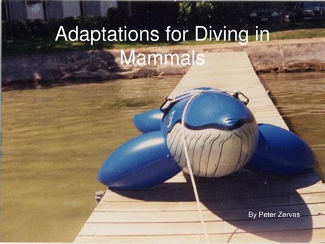 The Many Adaptations Of Amphibians – DesertDivers