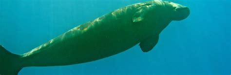 Dugong Conservation