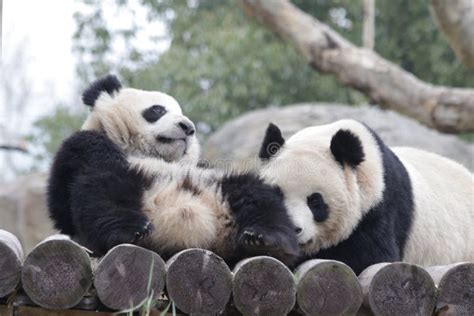 Mother Panda and Her Cub in Shanghai, China Stock Photo - Image of baby ...